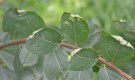 Live Plant Image