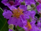 Live Plant Image