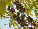 Live Plant Image