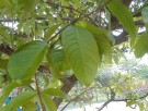 Live Plant Image