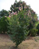 Live Plant Image
