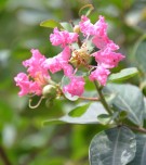 Live Plant Image