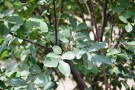 Live Plant Image