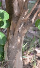 Live Plant Image