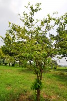 Live Plant Image