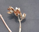 Live Plant Image