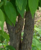 Live Plant Image