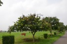 Live Plant Image