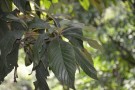 Live Plant Image