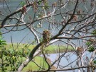 Live Plant Image