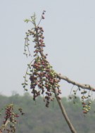 Live Plant Image