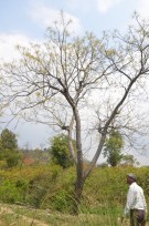 Live Plant Image