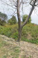 Live Plant Image