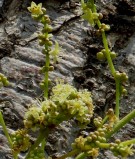 Live Plant Image