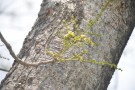 Live Plant Image