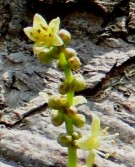 Live Plant Image