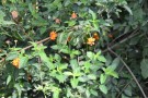 Live Plant Image
