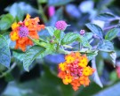 Live Plant Image