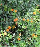 Live Plant Image