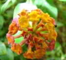 Live Plant Image