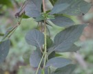 Live Plant Image