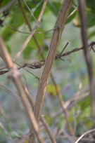 Live Plant Image