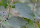 Live Plant Image