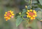 Live Plant Image