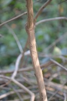 Live Plant Image
