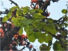 Live Plant Image