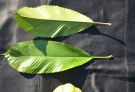 Live Plant Image