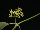 Live Plant Image
