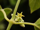 Live Plant Image