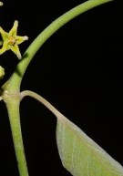 Live Plant Image