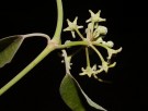 Live Plant Image