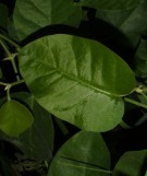 Live Plant Image