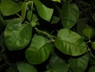 Live Plant Image