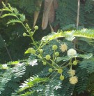 Live Plant Image