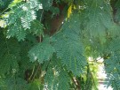 Live Plant Image