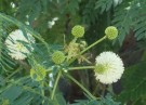 Live Plant Image