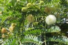 Live Plant Image