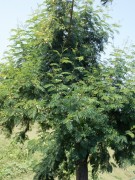Live Plant Image