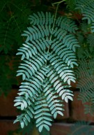 Live Plant Image