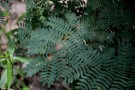 Live Plant Image