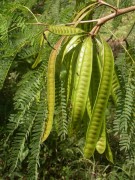 Live Plant Image