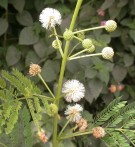 Live Plant Image