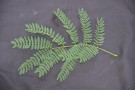 Live Plant Image