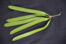 Live Plant Image