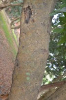 Live Plant Image