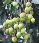 Live Plant Image